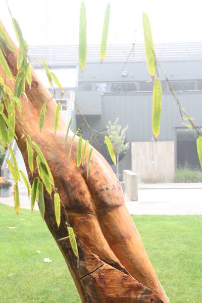 geboorte van een dode boom